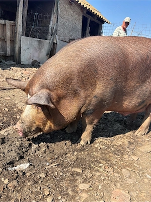 Vand Porc de carne castrat 400kg aprox - imagine 2