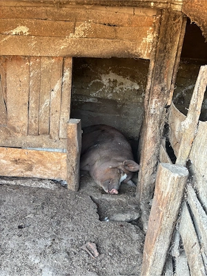 Vand Porc de carne castrat 400kg aprox