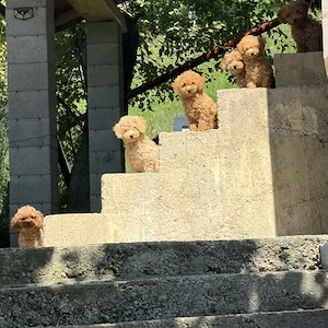 Caniche Pudel Roșu Roșcat Poodle