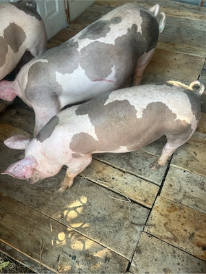 porci pietrain 3,5 luni mai am 4 purcele  - imagine 2