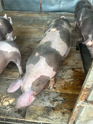 porci pietrain 3,5 luni mai am 4 purcele  - imagine 5