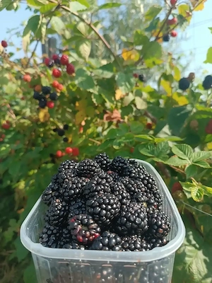 Mure bio de vanzare