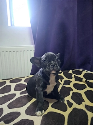 Fetita bulldog francez  - imagine 2