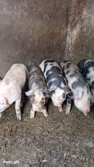 8 săptămâni 650 lei bucata 