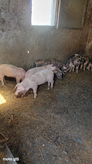 8 săptămâni 650 lei bucata  - imagine 2
