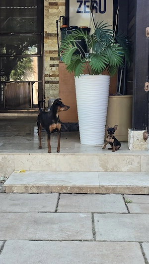 pinscher pitic