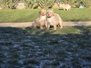 Labradori Retrieveri pui - imagine 3