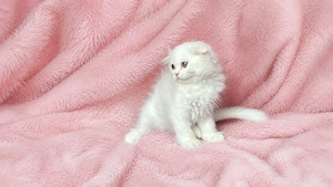 Pisicuță albă Scottish Fold Longhair, cu Pedigree - imagine 3