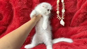 Pisicuță albă Scottish Fold Longhair, cu Pedigree - imagine 5