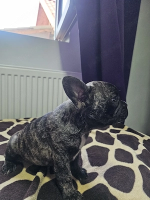 Baiat Bulldog Francez  - imagine 2