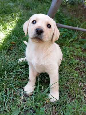 Femelă labrador puiuț 