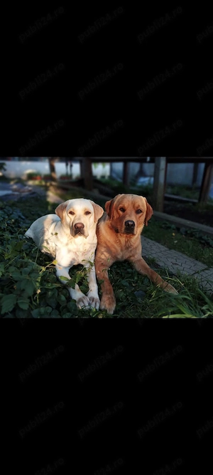 Femelă labrador puiuț  - imagine 3