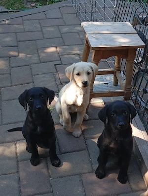 Femelă labrador puiuț  - imagine 2