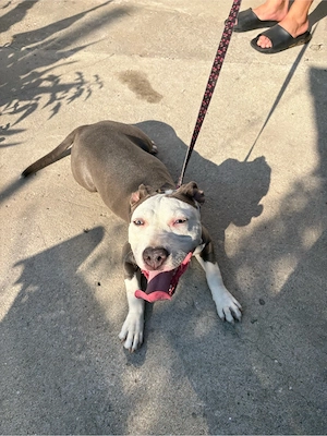 amstaff rasa pura - imagine 2