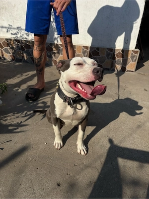 amstaff rasa pura