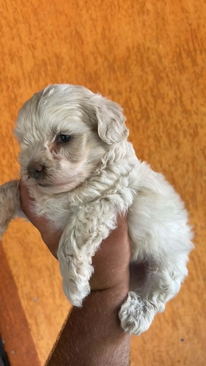 Bichon maltez ne căutăm căsuță  - imagine 2