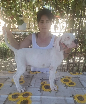 disponibil dog argentinian mascul