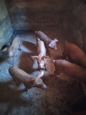 Vand purcei mangalita cu duroc au 12 saptamani
