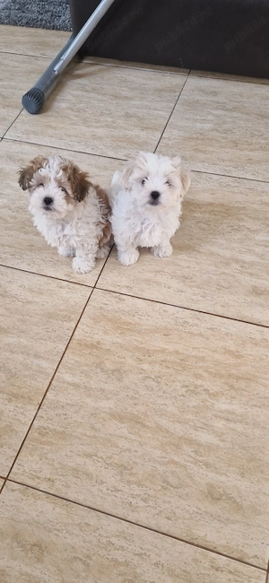 Bichon maltez cu carnet de vaccinari