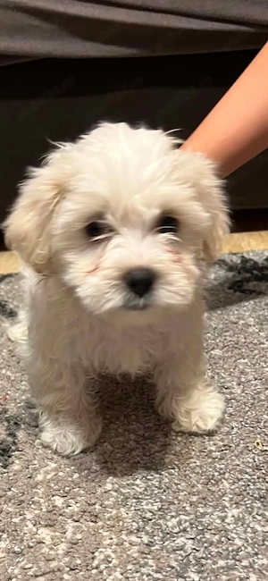 Bichon maltez cu carnet de vaccinari - imagine 2