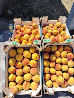 Fructe de vânzare 
