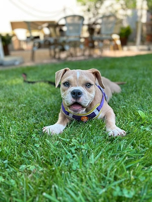 American bully pocket - imagine 3