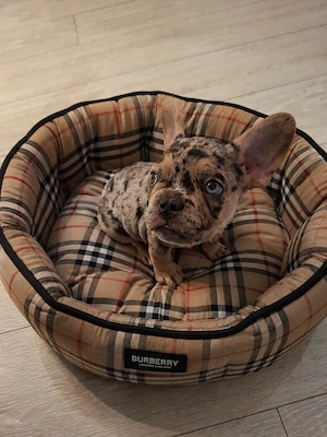 Bulldog francez tan merle ochi diferiti albastru si verde - imagine 3