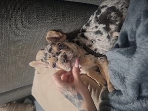 Bulldog francez tan merle ochi diferiti albastru si verde - imagine 4