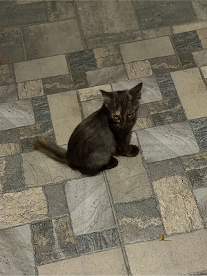   2 motănei adorabili își caută familii iubitoare!   