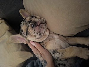 Baietel Bulldog francez. Tan merle Unic - imagine 3