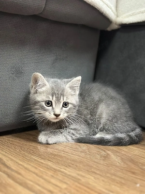 Puiuți  British Shorthair - imagine 4