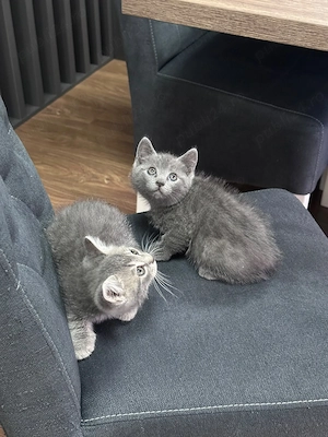 Puiuți  British Shorthair - imagine 2