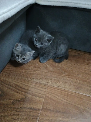 Puiuți  British Shorthair - imagine 3