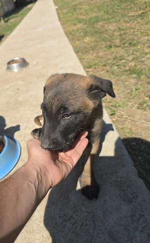 Pui malinois 8 saptamani - imagine 2
