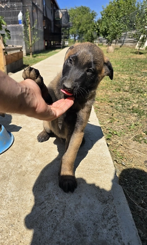 Pui malinois 8 saptamani - imagine 3