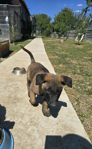 Pui malinois 8 saptamani