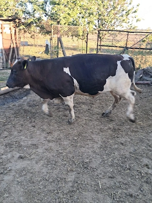 Vitei de vanzare, intre 200-300 kg buc - imagine 4