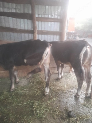 2 Tăurași de vânzare Com Parincea .sat milesti de jos .Jud Bacau - imagine 4