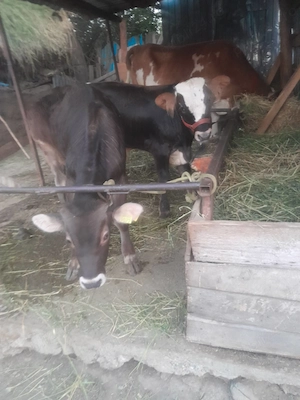 2 Tăurași de vânzare Com Parincea .sat milesti de jos .Jud Bacau