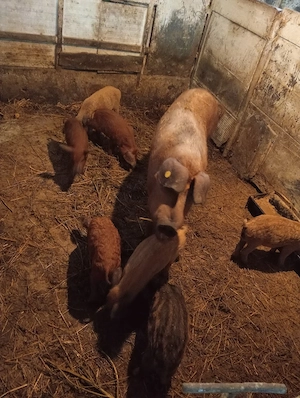 Purcei mangalita