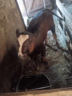 Vițel de vânzare 