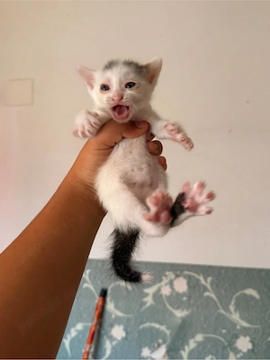 pisici nou nascute 