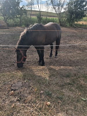 vând mânză! 