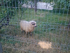 Berbecut de un an | Berbec | Oaie