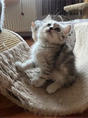 british shorthair tabby - imagine 2