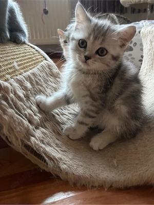 british shorthair tabby