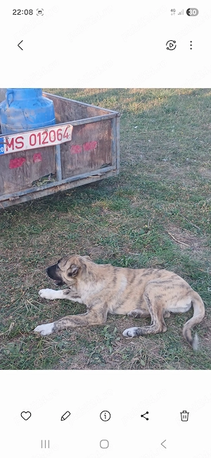 Disponibilă Femela kangal  - imagine 2
