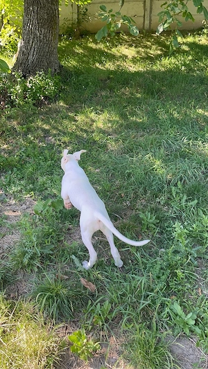 Dogo argentino - imagine 4