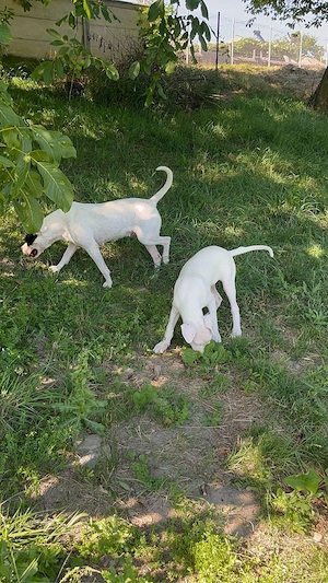 Dogo argentino - imagine 5