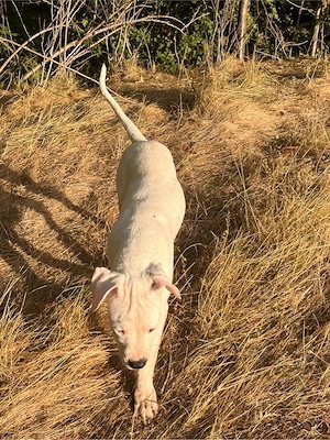 Dogo argentino - imagine 3